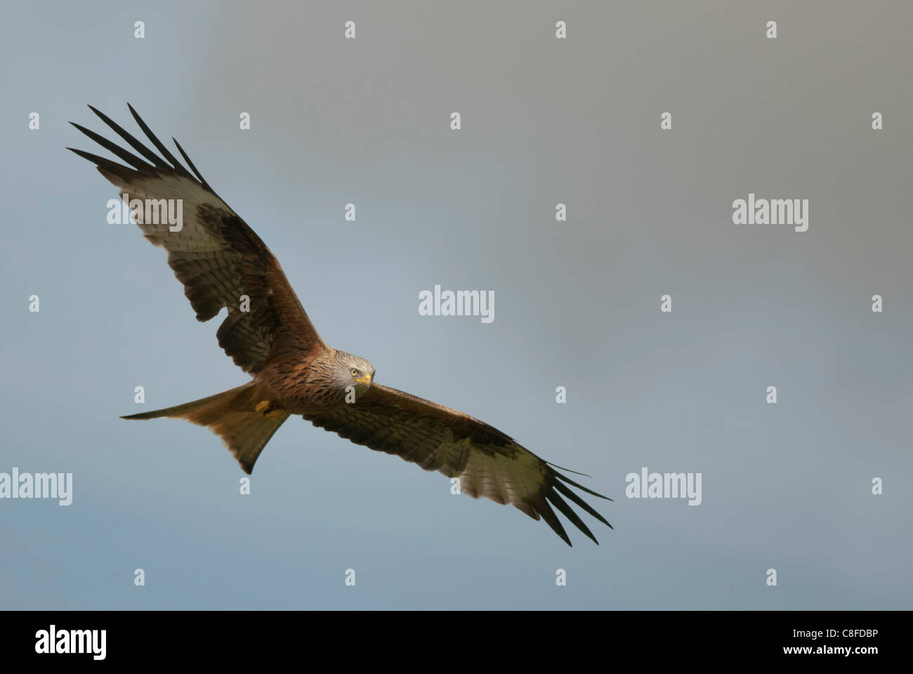 Nibbio reale in volo sopra Gigrin Farm nel Galles Foto Stock