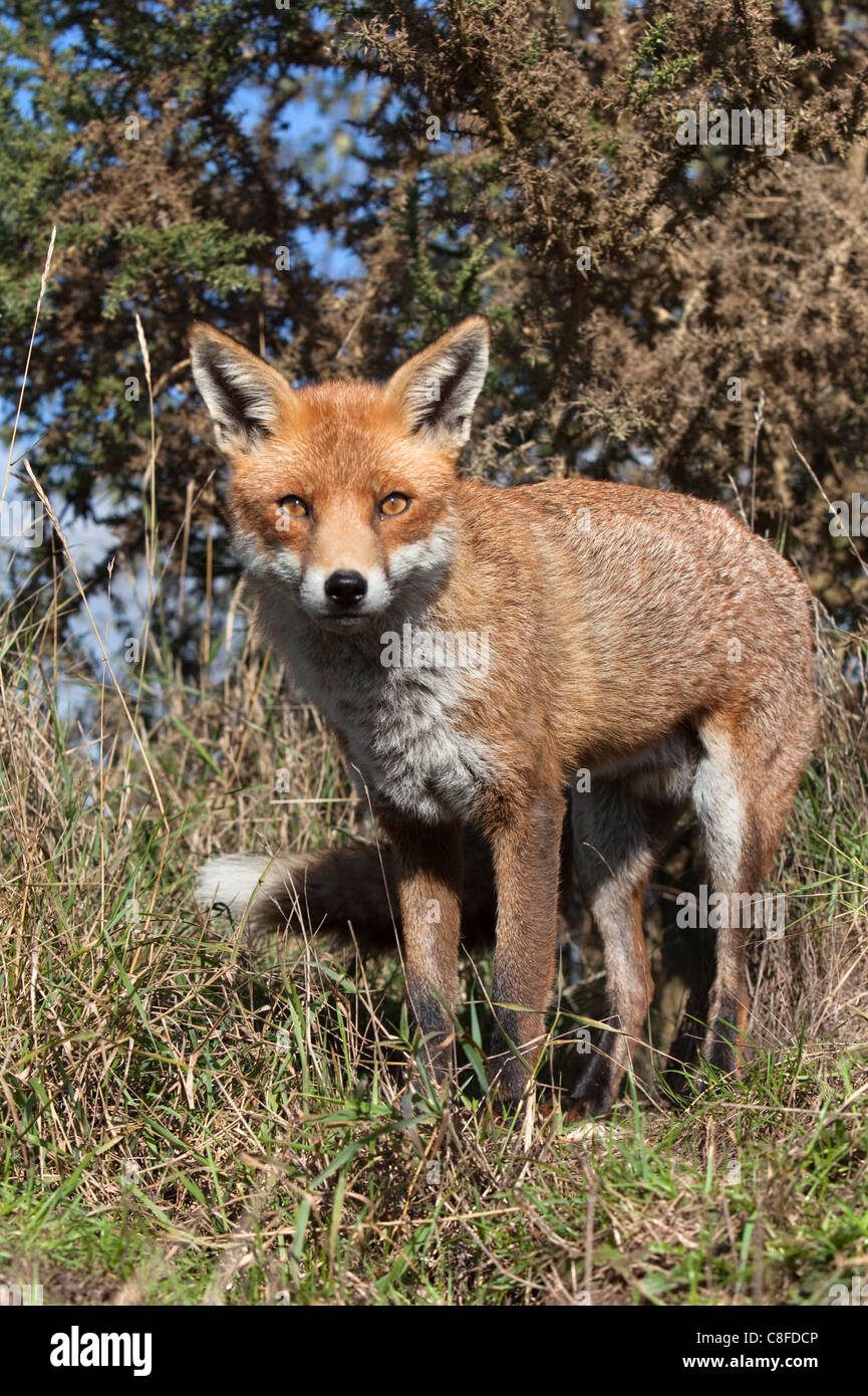 Red Fox (Vulpes vulpes vulpes) in cattività, Regno Unito Foto Stock