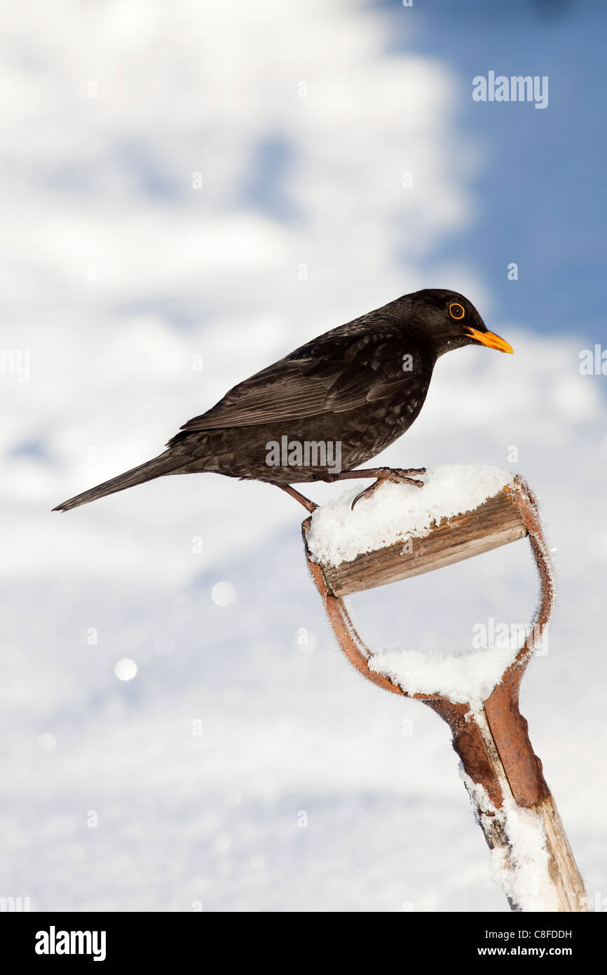 Merlo (Turdus merula, su giardino vanga, nella neve, Northumberland, England, Regno Unito Foto Stock