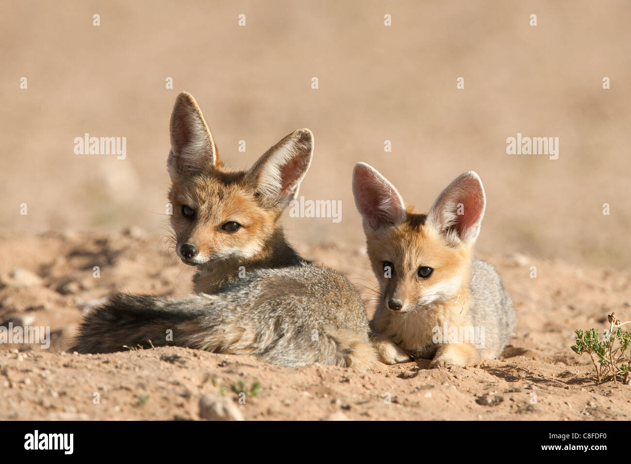 Capo volpe (Vulpes vulpes chama) cubs, Kgalagadi Parco transfrontaliero, Northern Cape, Sud Africa Foto Stock