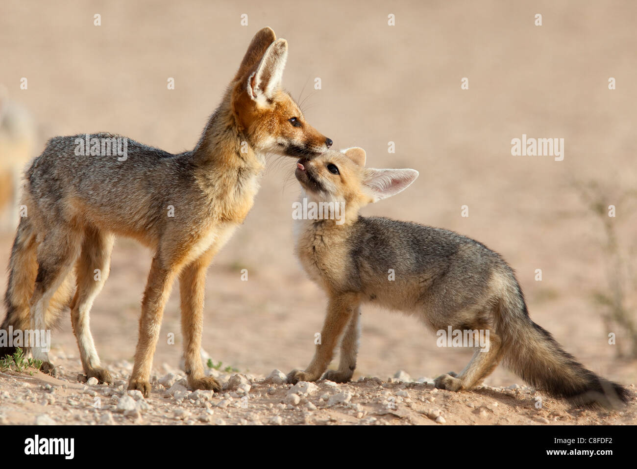 Capo con fox cub (Vulpes vulpes chama, Kgalagadi Parco transfrontaliero, Northern Cape, Sud Africa Foto Stock
