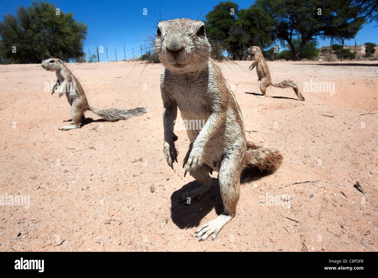 Gli scoiattoli di terra (Xerus inauris, Kgalagadi Parco transfrontaliero, Northern Cape, Sud Africa Foto Stock