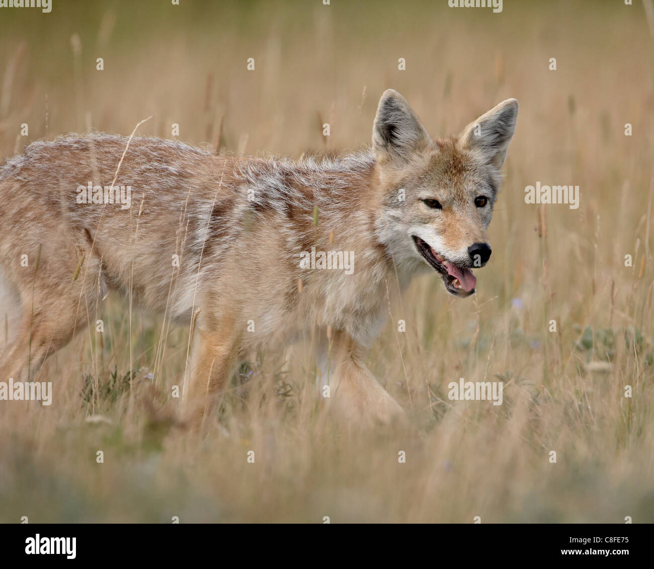 Coyote (Canis latrans, Parco Nazionale dei laghi di Waterton, Alberta, Canada Foto Stock