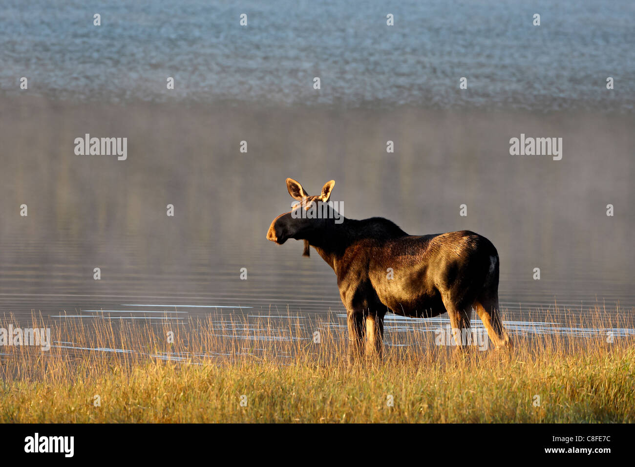 Alci (Alces alces) mucca, il Parco Nazionale di Glacier, Montana, Stati Uniti d'America Foto Stock