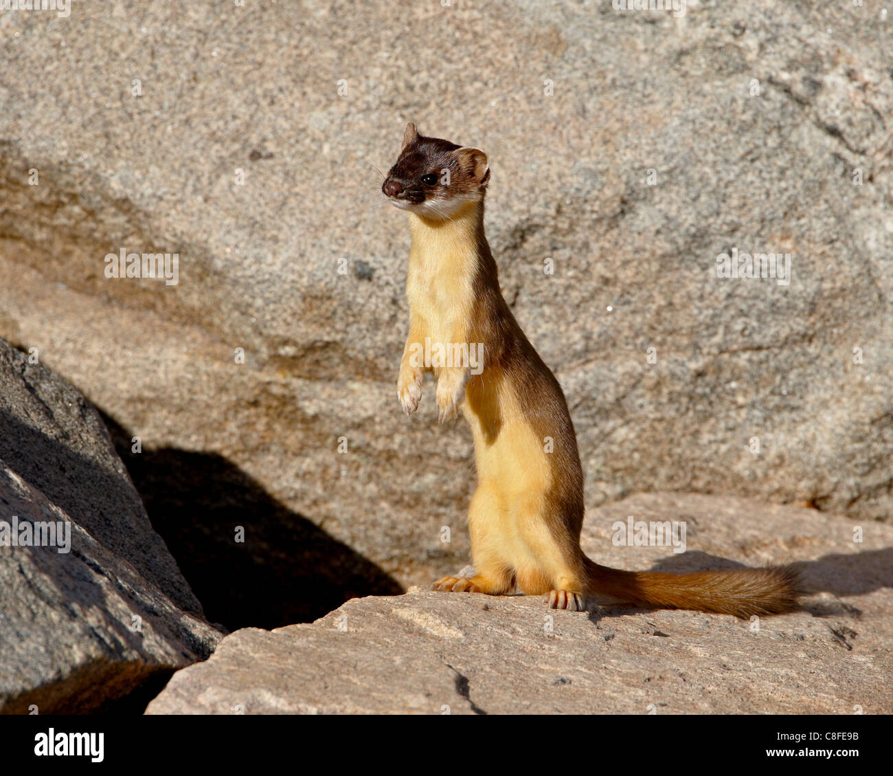 Ermellino (Short-tailed donnola (Mustela erminea, Mount Evans, Colorado, Stati Uniti d'America Foto Stock