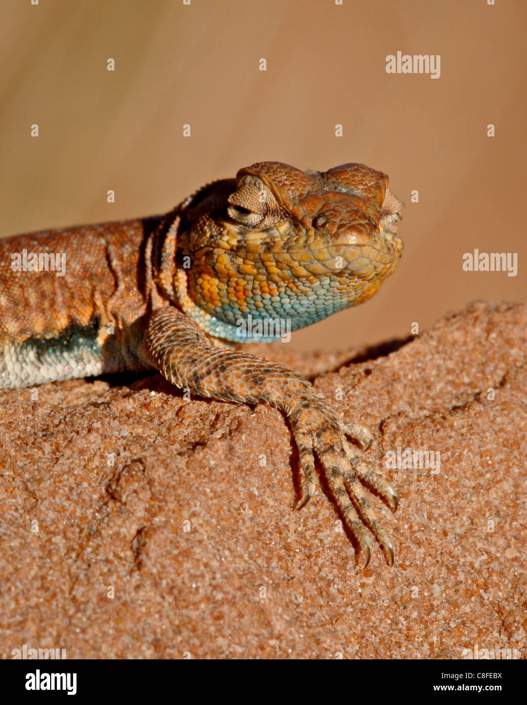 Colorado side-spotted lizard (Uta stansburiana uniformis, Canyon Country, Utah, Stati Uniti d'America Foto Stock