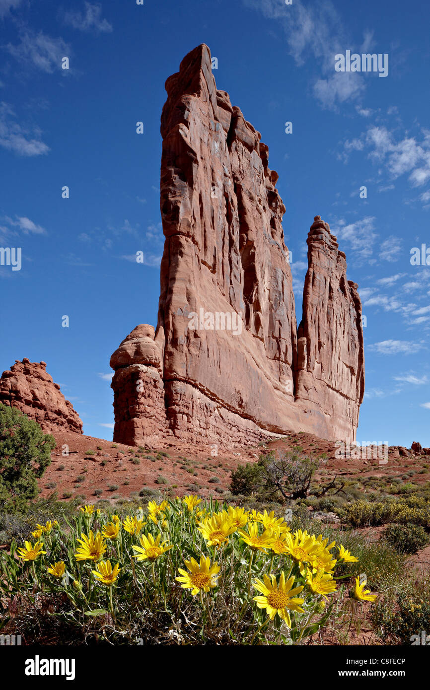 L'organo con mulesears ruvida (Wyethia scabra, Arches National Park, Utah, Stati Uniti d'America Foto Stock