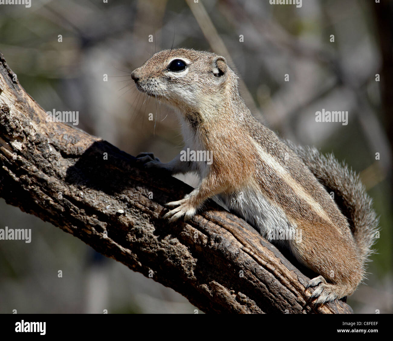 Yuma antelope scoiattolo (Harris di scoiattolo antilope) (Ammospermophilus harrisii, Foresta Nazionale di Coronado, Arizona, Stati Uniti d'America Foto Stock