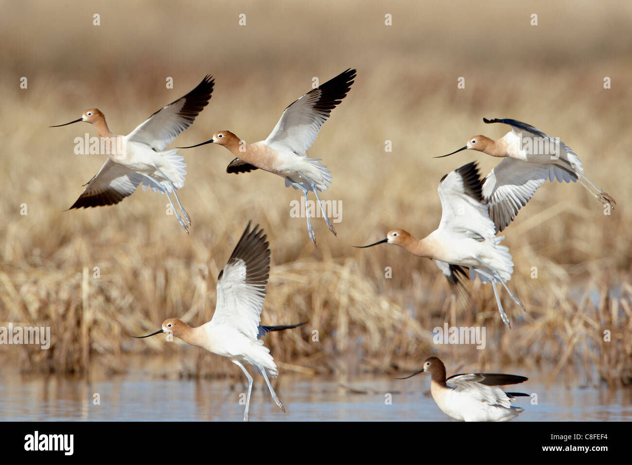 Gregge di American avocet (Recurvirostra americana) in volo, Whitewater Disegna area faunistica, Arizona, Stati Uniti d'America Foto Stock