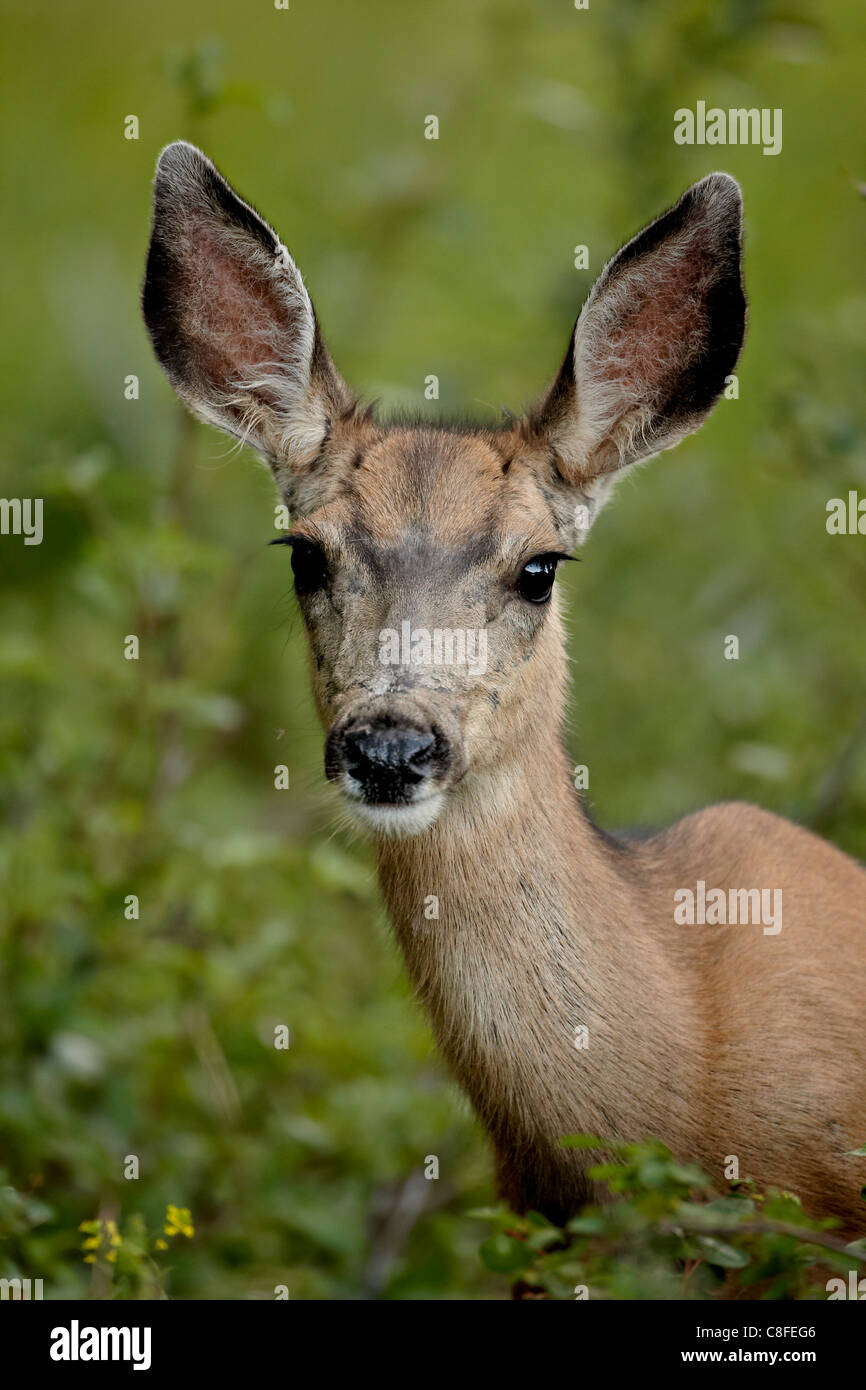 Mule Deer (Odocoileus hemionus) doe, Parco Nazionale dei laghi di Waterton, Alberta, Canada Foto Stock