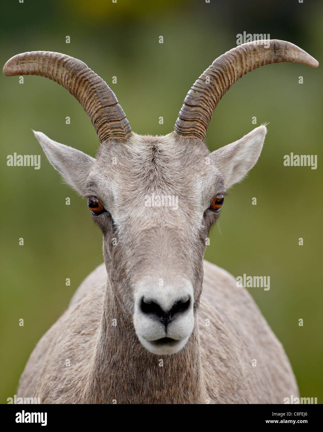 Bighorn (Ovis canadensis) pecora, Parco Nazionale dei laghi di Waterton, Alberta, Canada, America del Nord Foto Stock