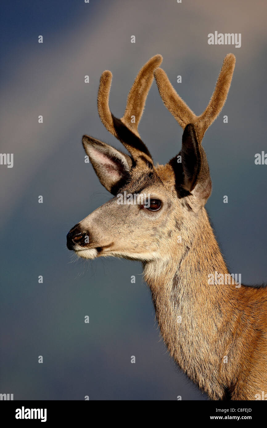 Mule Deer (Odocoileus hemionus) buck in velluto e il Parco Nazionale di Glacier, Montana, Stati Uniti d'America Foto Stock
