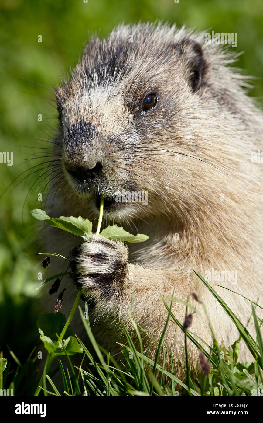 Annoso marmotta (Marmota caligata) mangiare, il Parco Nazionale di Glacier, Montana, Stati Uniti d'America Foto Stock