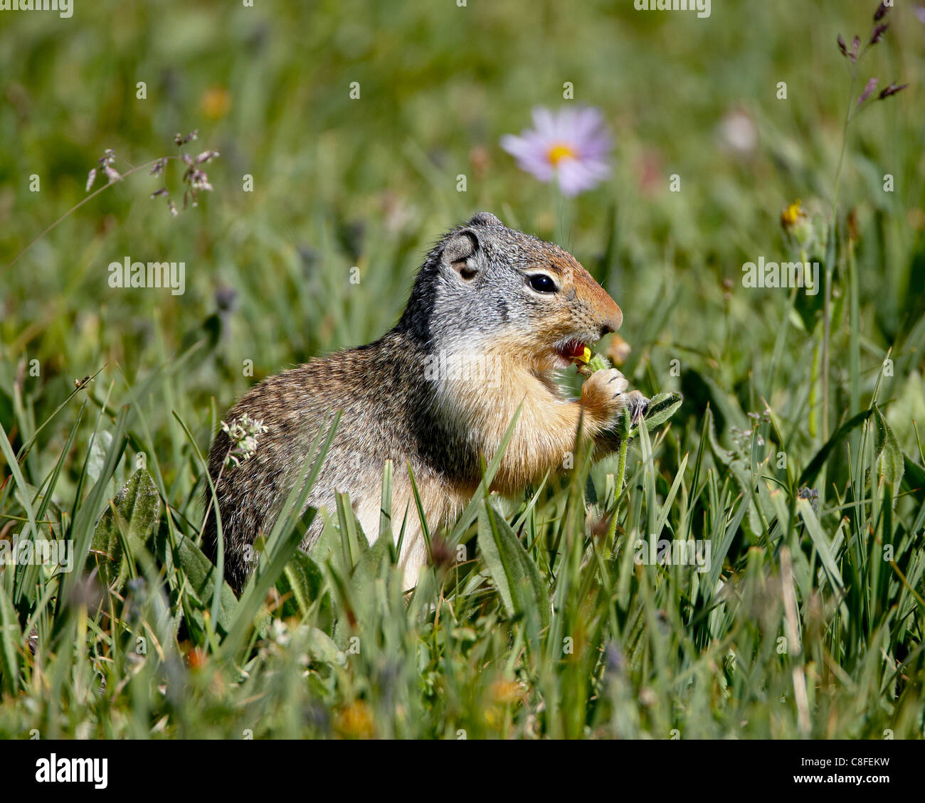 Terra colombiana scoiattolo (Citellus columbianus) mangiare, il Parco Nazionale di Glacier, Montana, Stati Uniti d'America Foto Stock