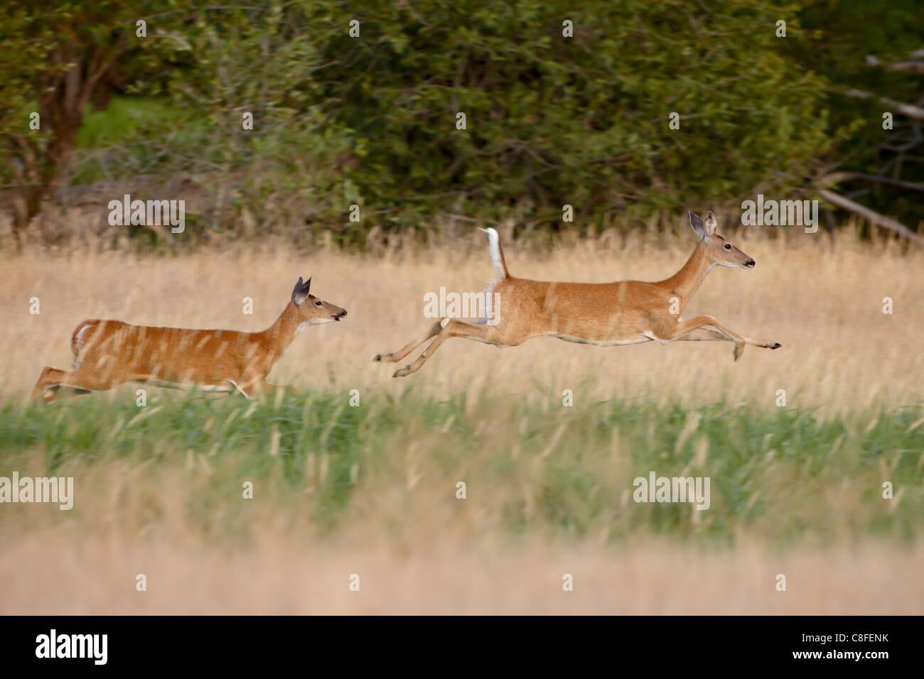 Due cervi dalla coda bianca (Odocoileus virginianus) doe in esecuzione, Stillwater County, Montana, Stati Uniti d'America Foto Stock