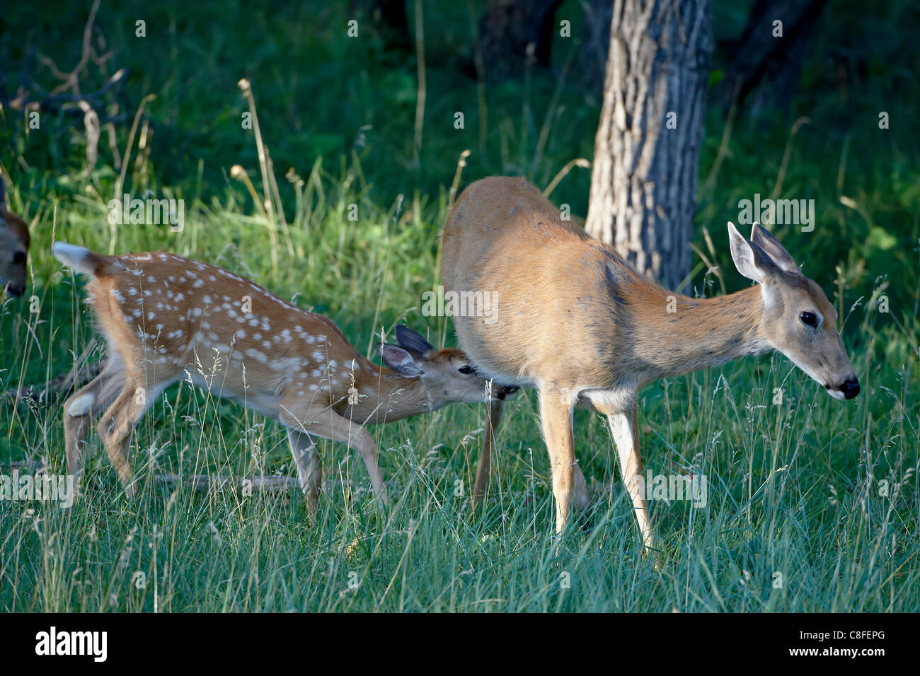 Cervi dalla coda bianca (Odocoileus virginianus) fawn cercando di infermiere, Devil's Tower monumento nazionale, Wyoming USA Foto Stock