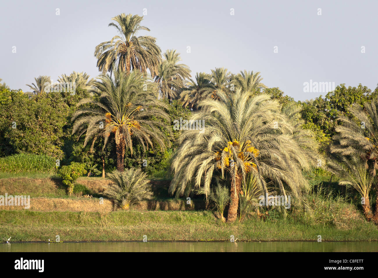 Una sezione del fiume Nilo bank con sovrastante le palme e gli alberi su una banca erbosa e la stretta striscia di acqua, Egitto Foto Stock