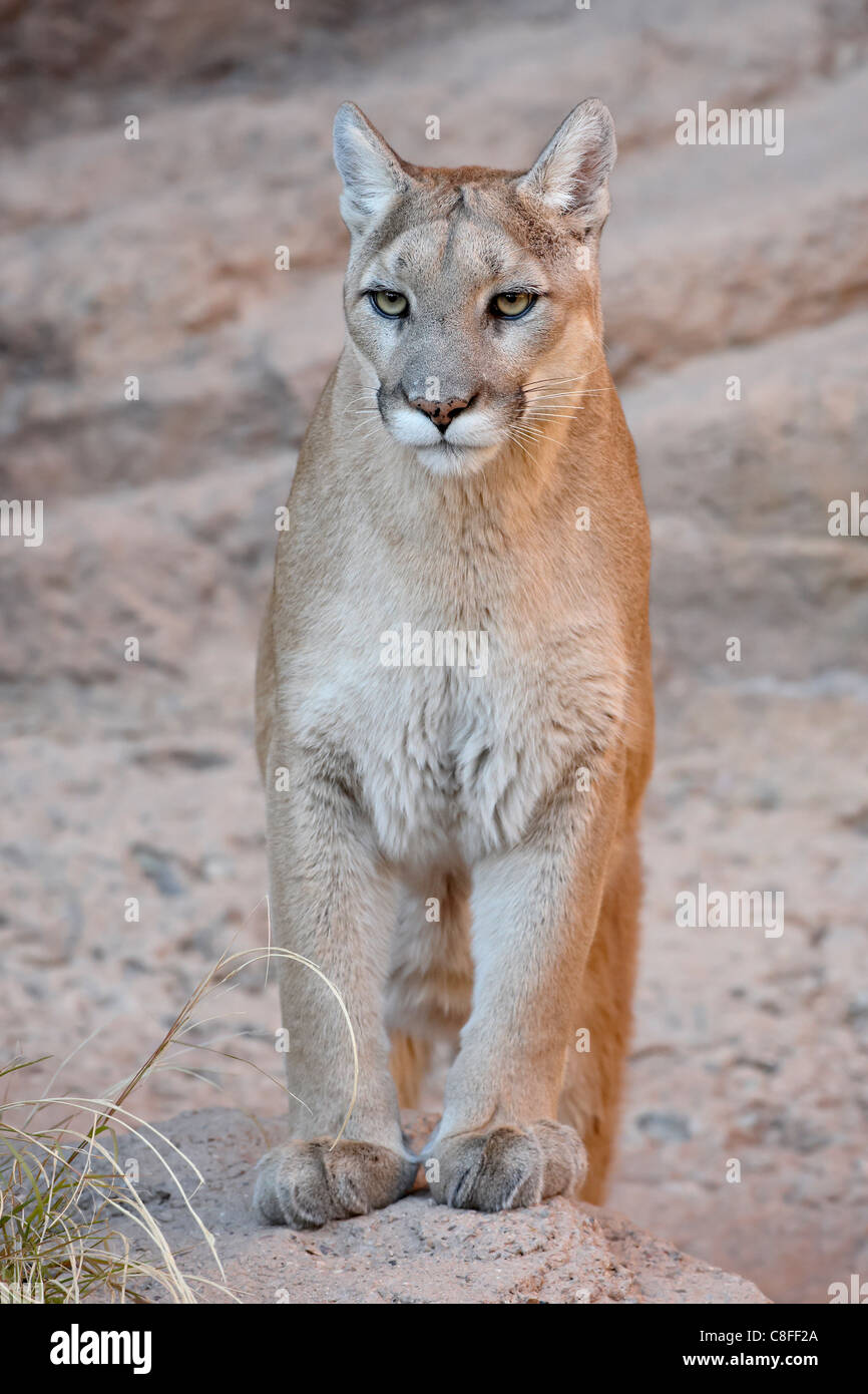 Mountain lion (cougar) (Felis concolor) in cattività, Arizona Sonora Desert Museum, Tucson, Arizona, Stati Uniti d'America Foto Stock