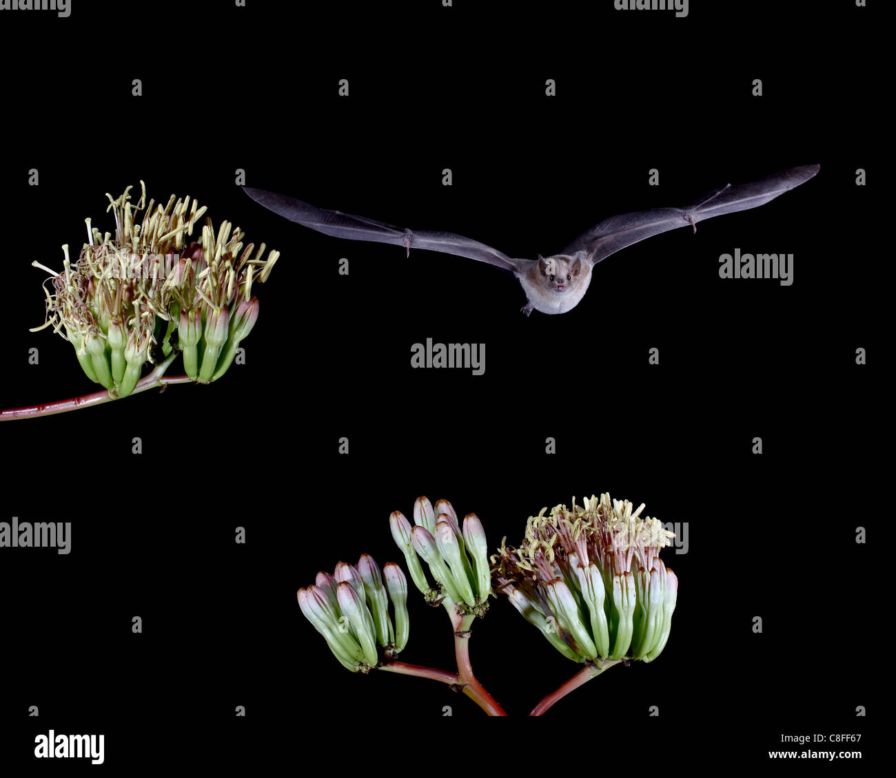 Minore a becco lungo (bat Leptonycteris yerbabuenae) volare da agave fiorisce in cattività, Hidalgo County, Nuovo Messico, STATI UNITI D'AMERICA Foto Stock