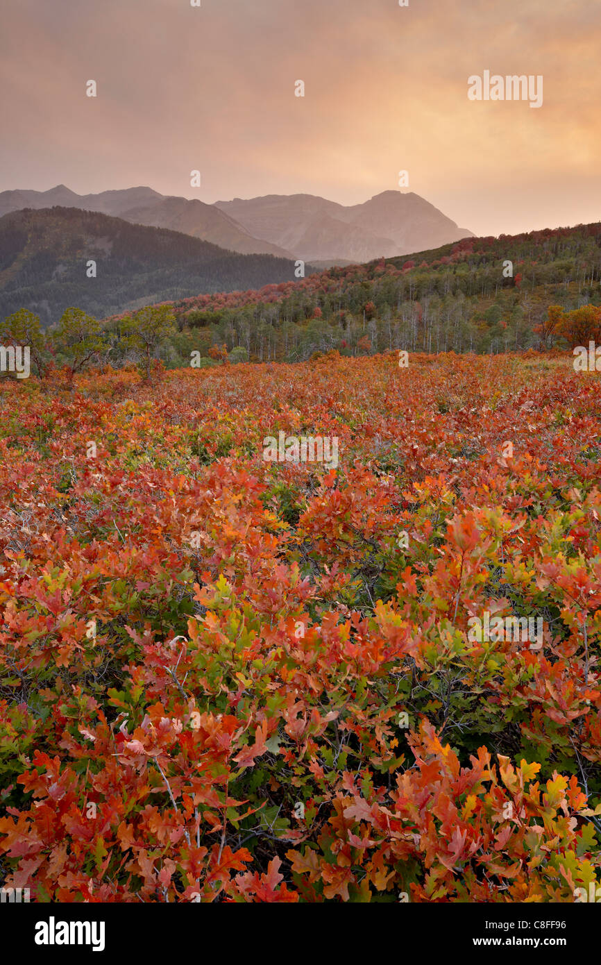 Tramonto sul rosso e arancio querce in autunno, Uinta National Forest, Utah, Stati Uniti d'America Foto Stock