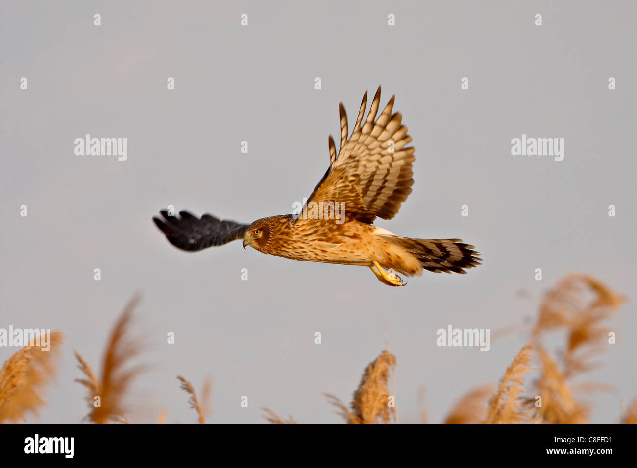 Femmina Harrier settentrionale (Circus cyaneus) in volo la caccia, Antelope Island State Park, Utah, Stati Uniti d'America Foto Stock