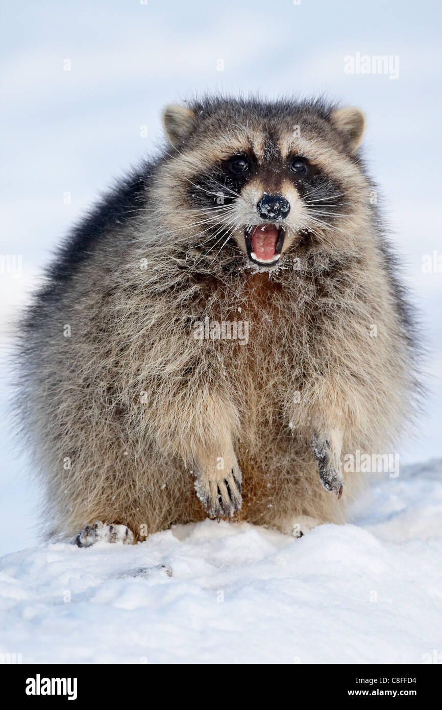 Raccoon (Procione lotor) nella neve, in cattività, vicino a Bozeman, Montana, Stati Uniti d'America Foto Stock