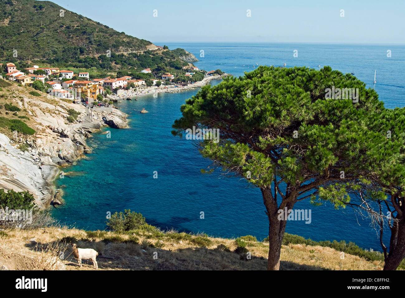 Pomonte, Isola d'Elba, Isola d'Elba, Toscana, Italia Foto Stock