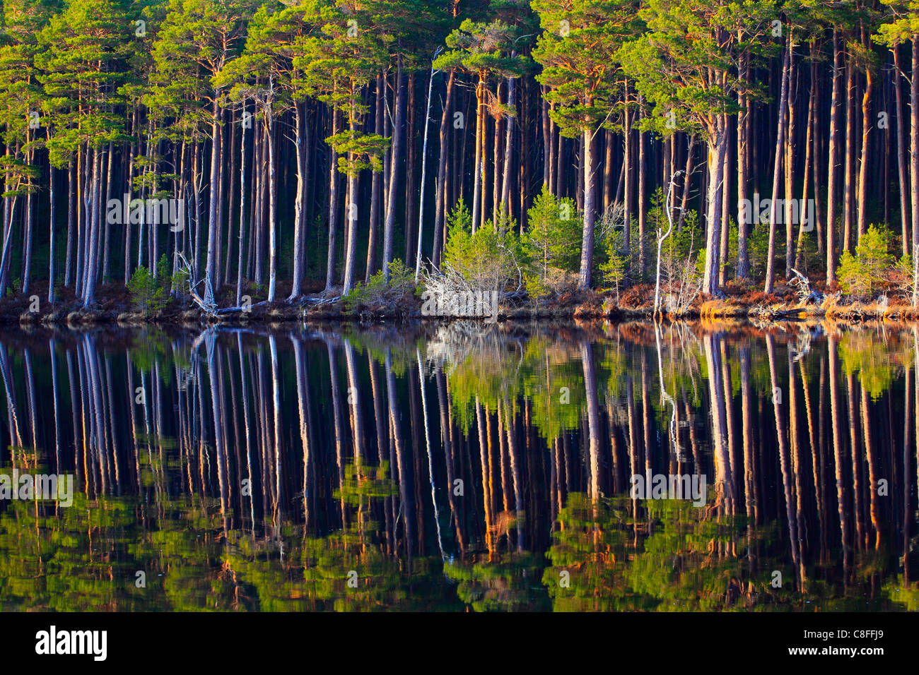 Albero, tronco, tronchi, betulla, betulle, alberi, Cairngorms, pino, la ganascia, pini, in legno di pino, Loch, bosco misto, pattern, parco nazionale, Foto Stock