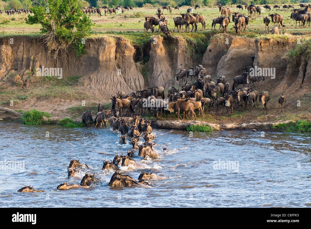 Allevamento di blu GNU (GNU Borchiati) (Connochaetes taurinus) Attraversamento fiume di Mara, il Masai Mara riserva nazionale, Kenya Foto Stock