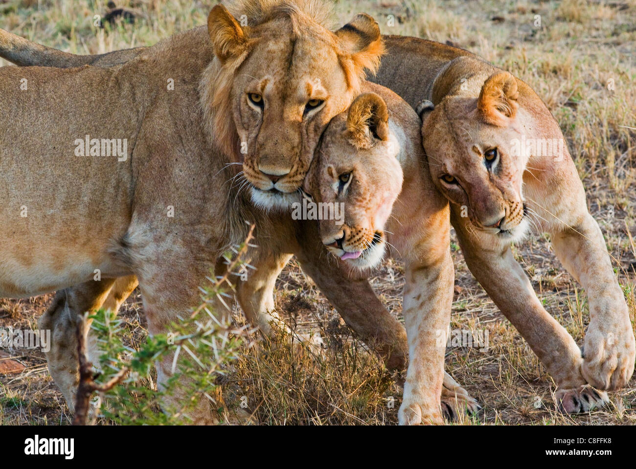 Giovani leoni (Panthera leo, Masai Mara riserva nazionale, Kenya, Africa orientale Foto Stock