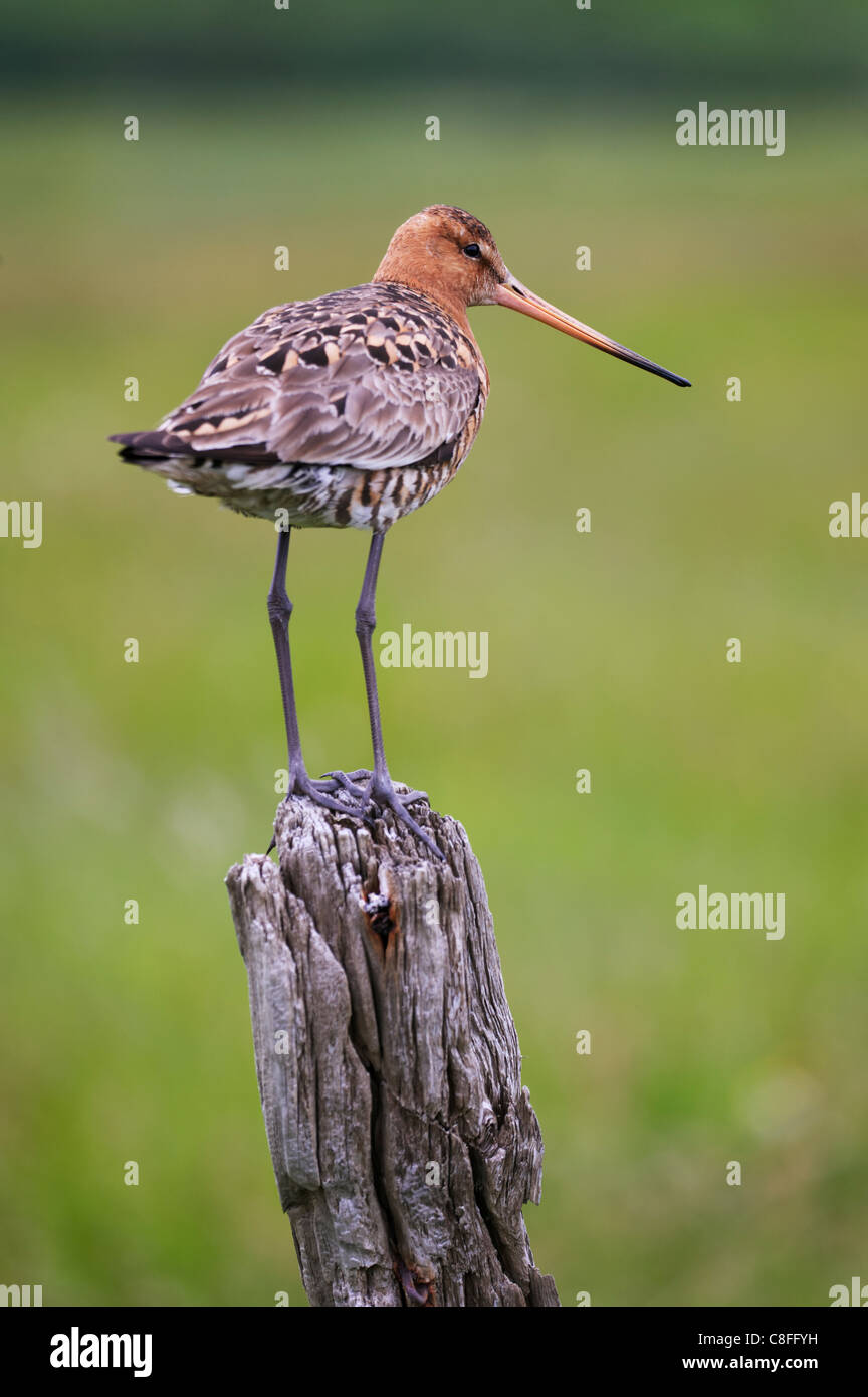 Nero-tailed godwit (Limosa limosa) appollaiato sul post, vicino a VIK, Sud Islanda, Islanda, regioni polari Foto Stock