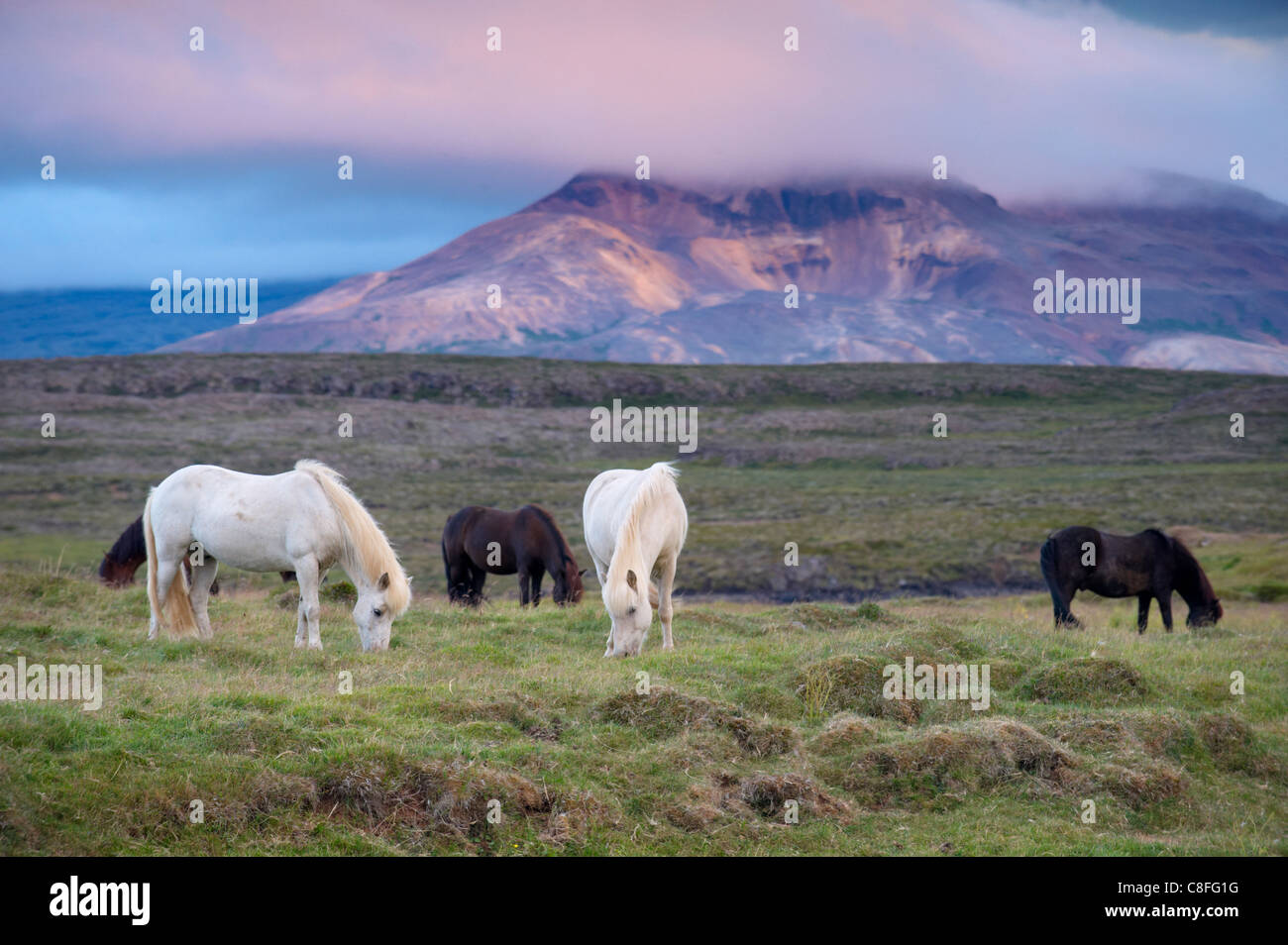 Cavalli islandesi, vicino Stykkisholmur, Penisola Snaefellsness, West Islanda, Islanda, regioni polari Foto Stock