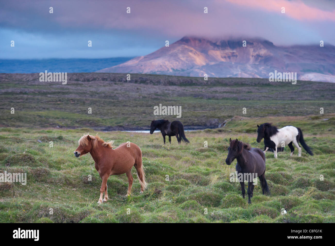 Cavalli islandesi, vicino Stykkisholmur, penisola Snaefellsness, West Islanda, Islanda, regioni polari Foto Stock