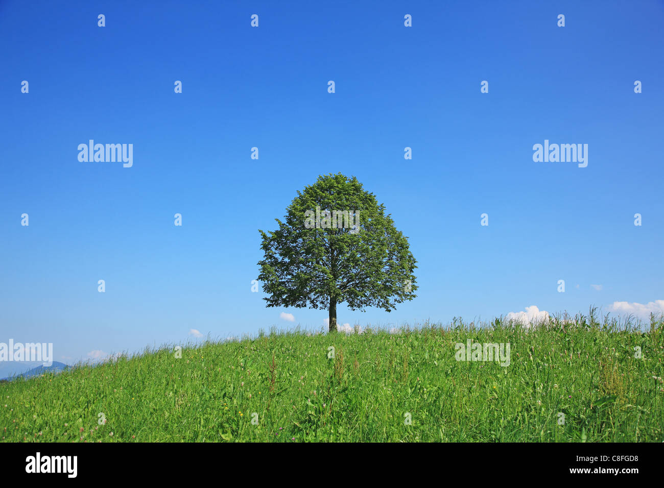 Natura, geografia, Impianti, albero, Tiglio, Tilla, agricoltura, rurale,  Tranqui, Scenic, Blu, Verde, Sky, campo, bellezza, Switzerl Foto stock -  Alamy