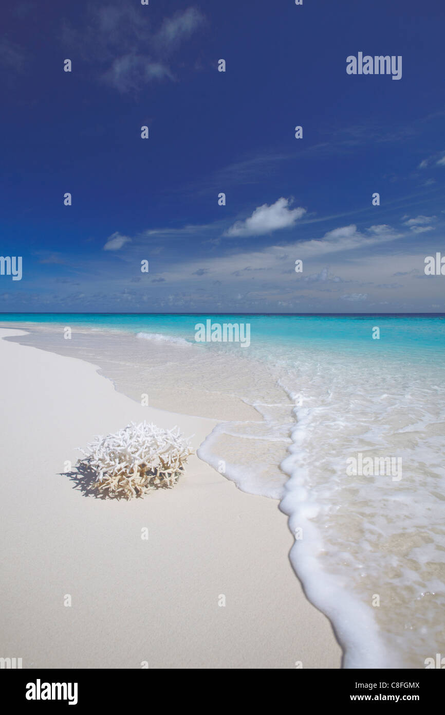 Coralli sulla spiaggia di sabbia bianca, Maldive, Oceano Indiano Foto Stock