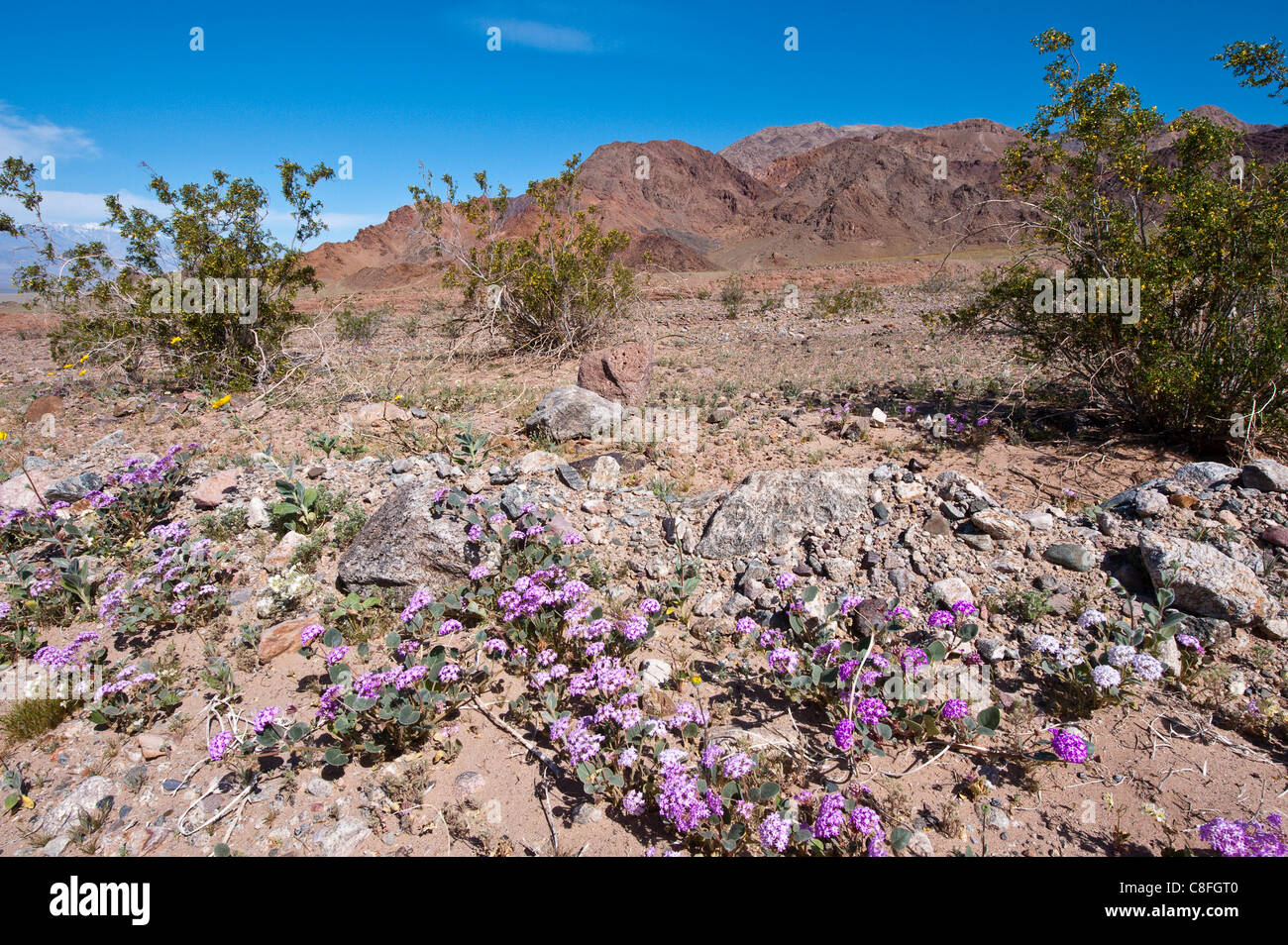 La verbena sabbia (Abronia villosa, Parco Nazionale della Valle della Morte, California, Stati Uniti d'America Foto Stock
