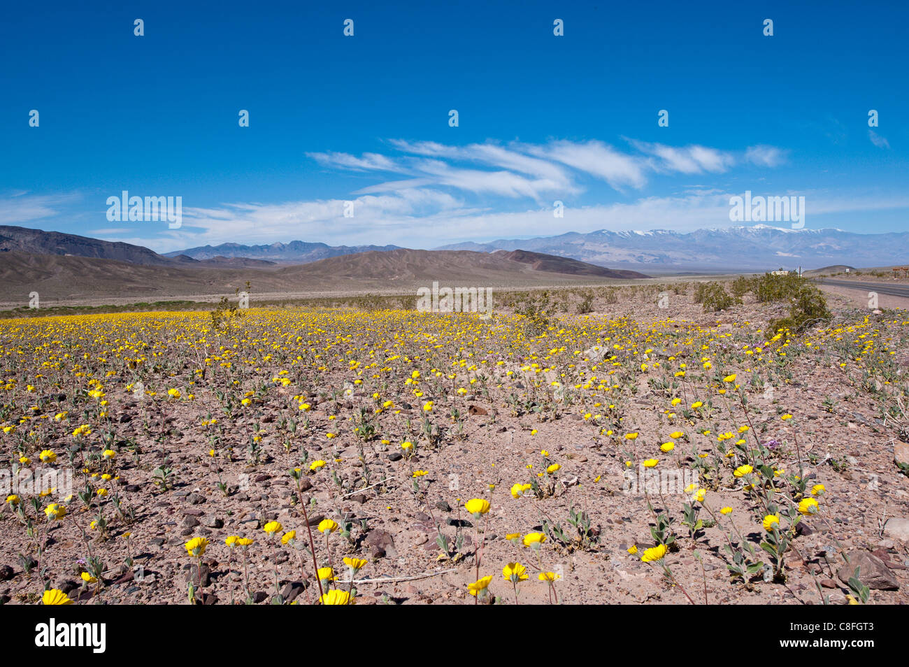 Deserto tarassaco (Malacothrix californica, Parco Nazionale della Valle della Morte, California, Stati Uniti d'America Foto Stock