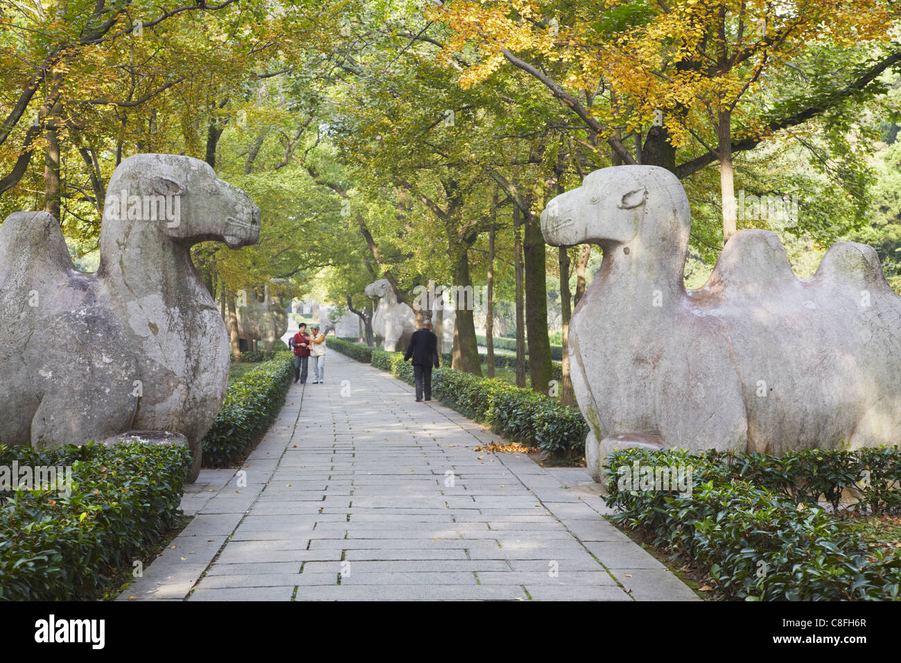 Statue di cammello, , Ming Xiaoling, dinastia Ming tomba, Sito Patrimonio Mondiale dell'UNESCO, Zijin Shan, Nanjing, Jiangsu, Cina Foto Stock