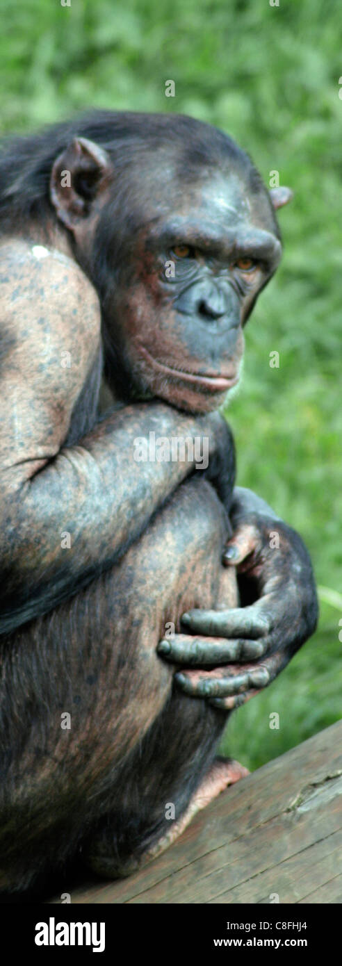 Il pensiero chimp Foto Stock