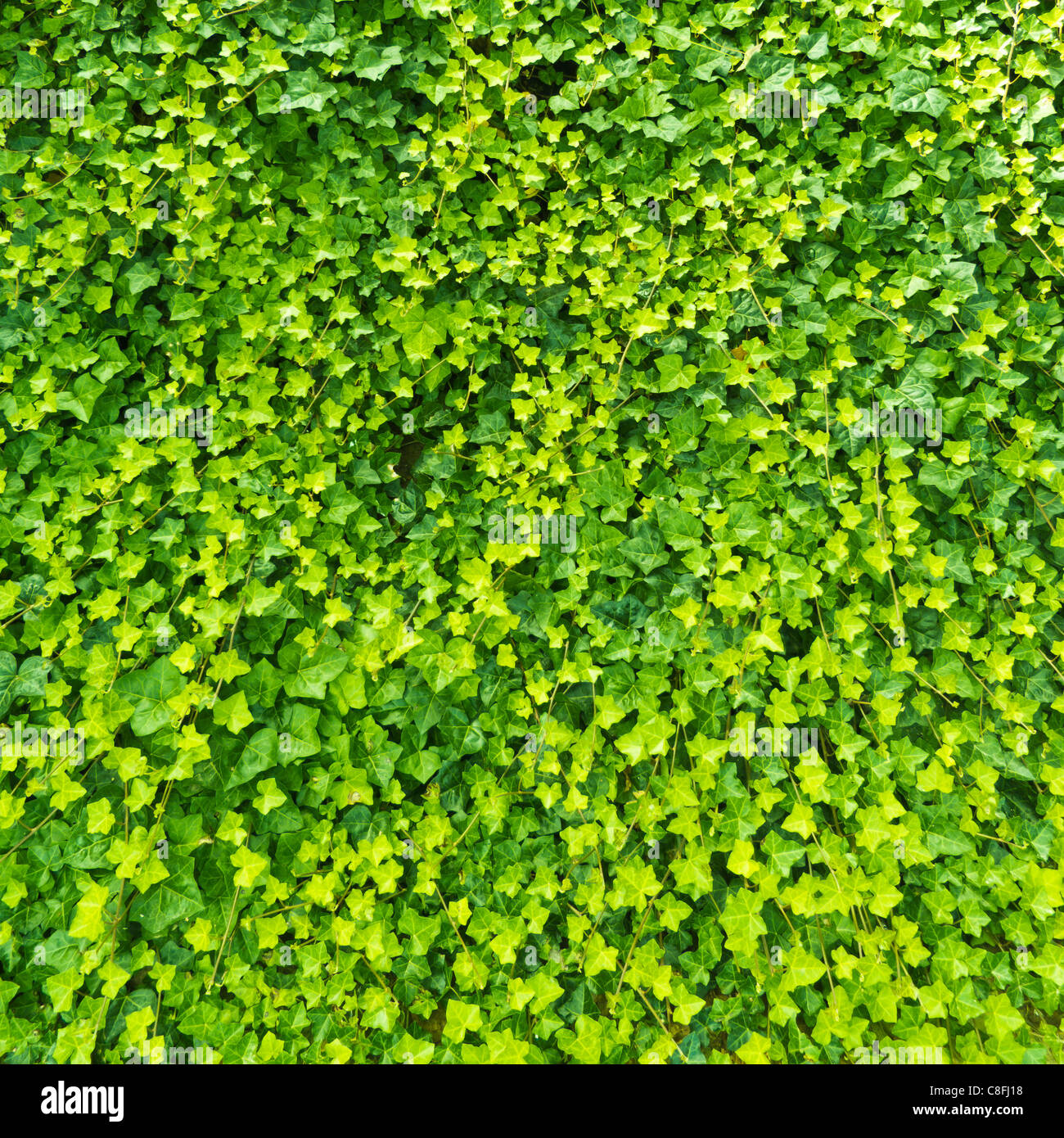 Struttura dei fogli Foto Stock