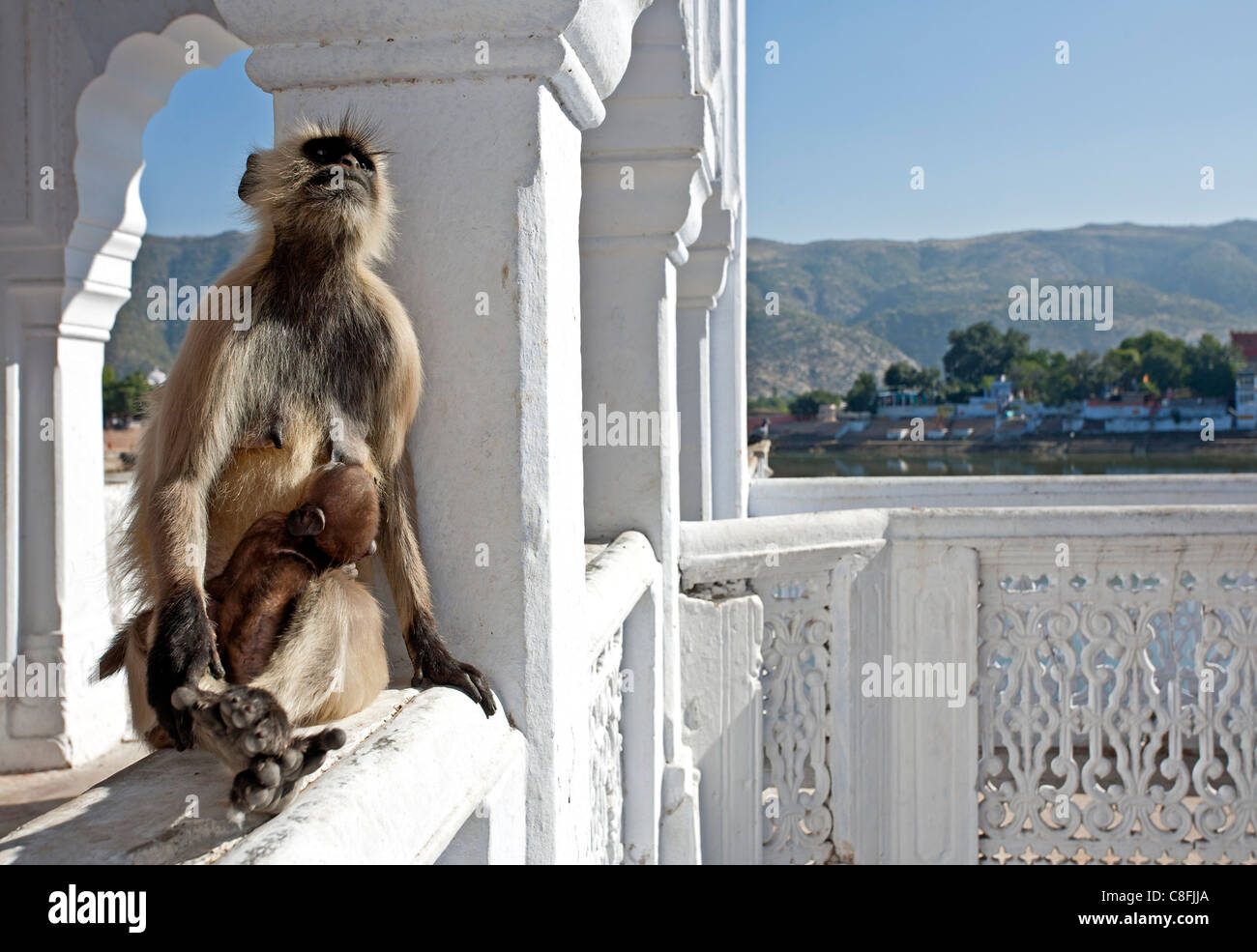 Langur monkey lattante. Pushkar. Il Rajasthan. India Foto Stock