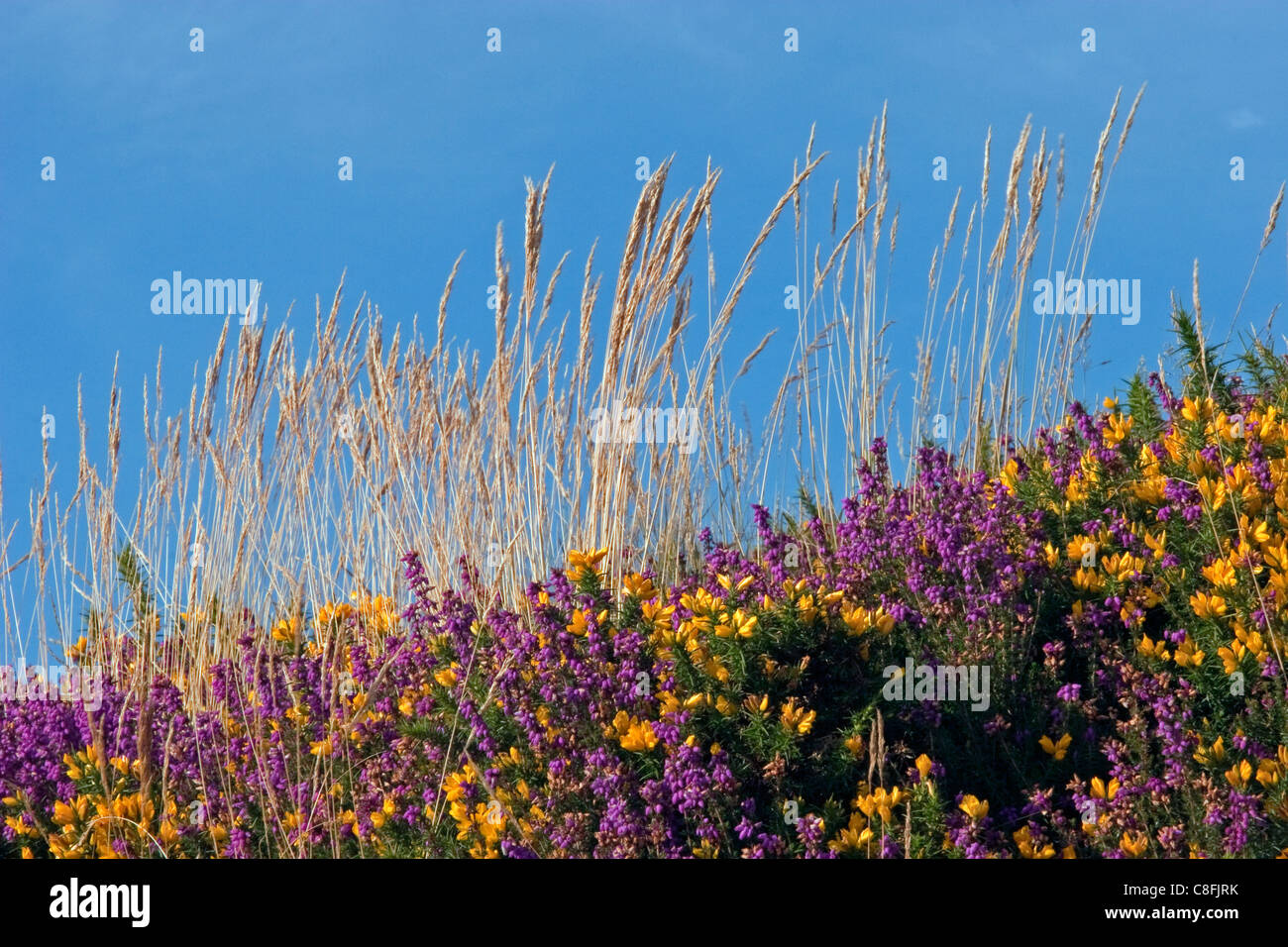 Moorland colorate ginestre ed erica fiori in estate sole Foto Stock