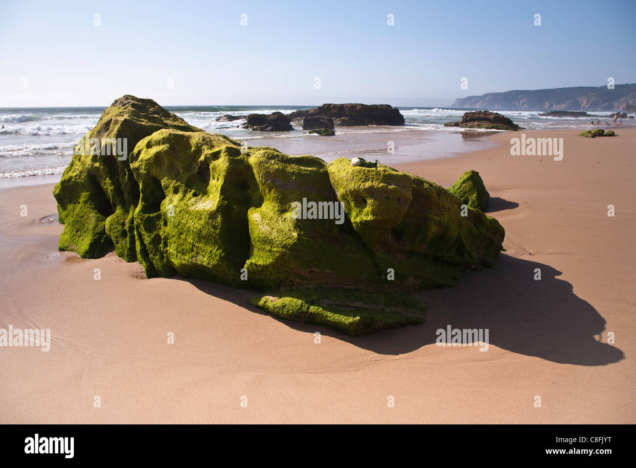 Praia do Guincho, alga verde roccia coperto nella luce della sera con rosa bianca Foto Stock