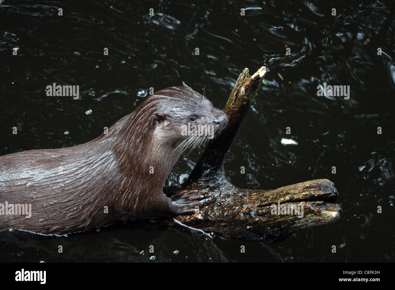 British Otter, rendendo un lento ritorno alla British fiumi, estuari e ruscelli Foto Stock