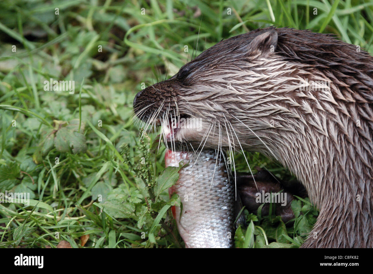 Il britannico o Lontra europea alimentare. Con il detergente fiumi e habitat gestito la lontra sta compiendo una lenta ritornare. Foto Stock