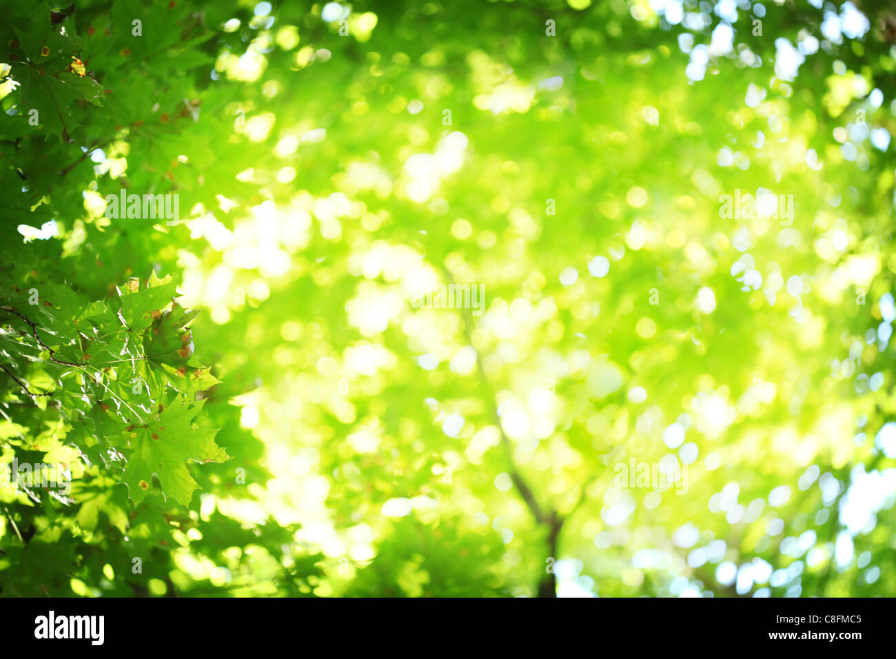 Abstract sfondo sfocato. I raggi di sole che splende attraverso la vegetazione lussureggiante. Foto Stock