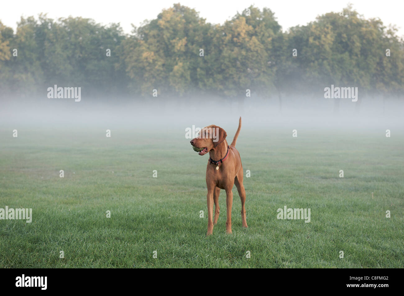 Un Viszla ungherese godendo la foschia e la mattina presto nel sud di Londra Foto Stock