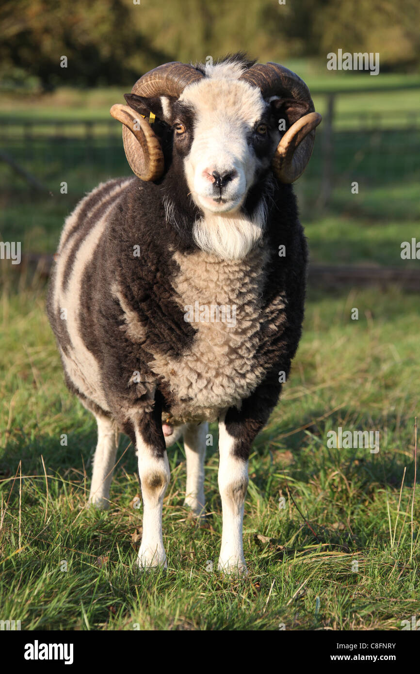 Cholmondeley Castle Gardens. Una ram Giacobbe pecore a Cholmondeley Castle farm. Foto Stock