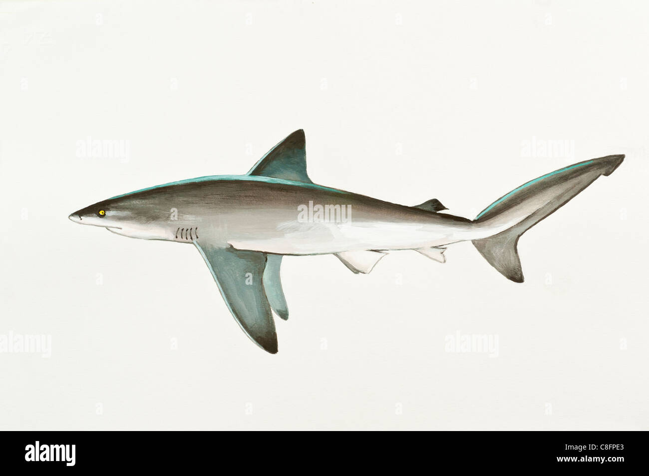 Bignose squali, Carcharhinus altimus, Carcharhinidae Foto Stock