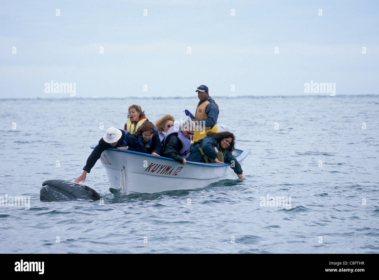 I turisti in panga (barca) con "amichevole" balena grigia in San Ignacio Laguna, Baja California Sur, Messico Foto Stock